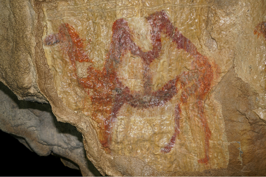 Верблюд из пещеры Шульган-Таш превратился в товарный знак