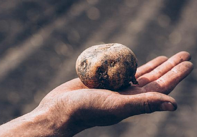 Ученые БашГАУ представили три новых высокоурожайных сорта картофеля