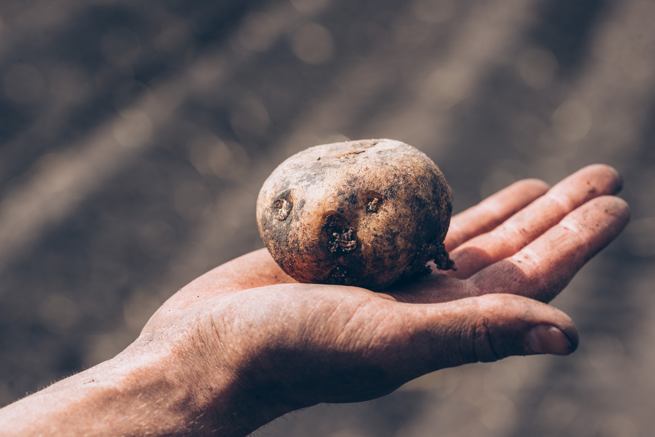 Ученые БашГАУ представили три новых высокоурожайных сорта картофеля