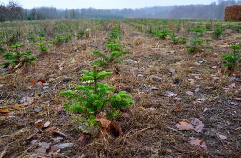 Марат Шарафутдинов: «К 2024 году мы должны восстановить каждый вырубленный гектар леса»