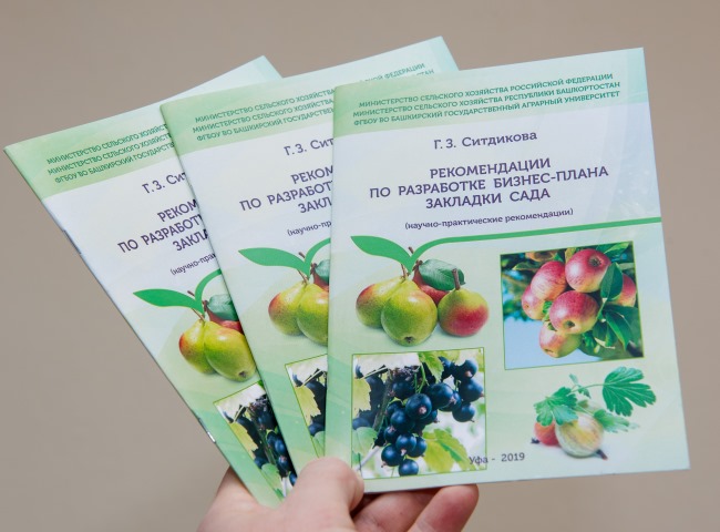 Яблочный бизнес с нуля: рекомендации Гузалии Ситдиковой