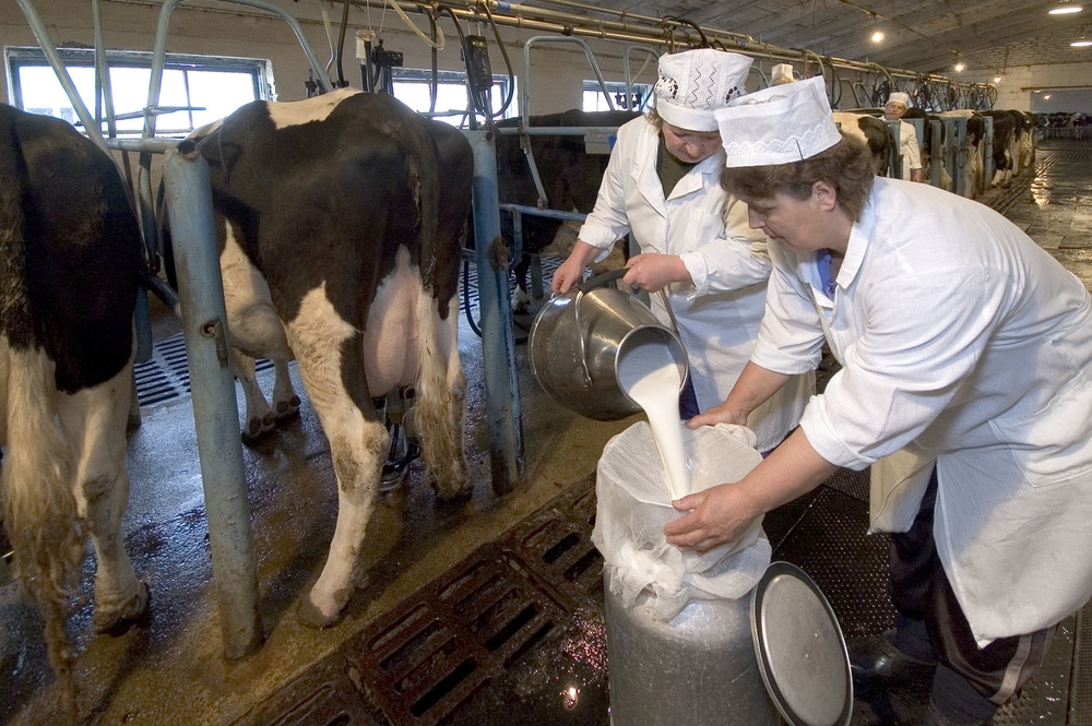 Производство товарного молока в Башкортостане выросло на 21 тысячу тонн