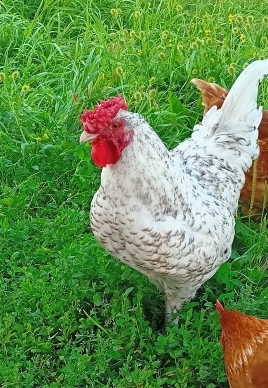 В БашГУ предложили способ переработки куриного помета в корм для птиц