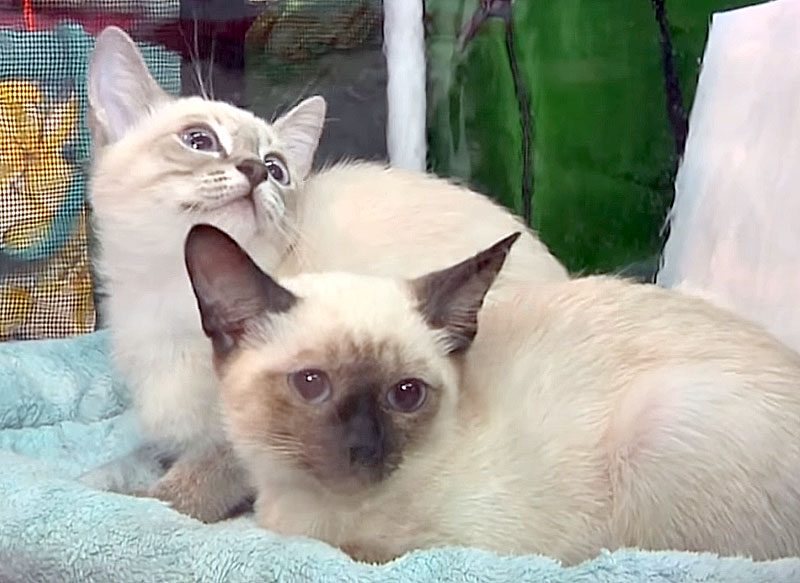Самые дорогие и милые: уфимцы увидели выставку лучших кошек