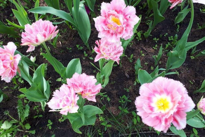 В Уфе цветут необычные тюльпаны