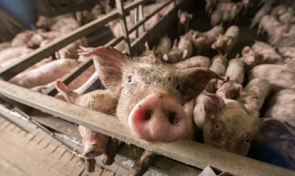 Виктор Фрейдин предложил запретить содержание свиней в частных подворьях