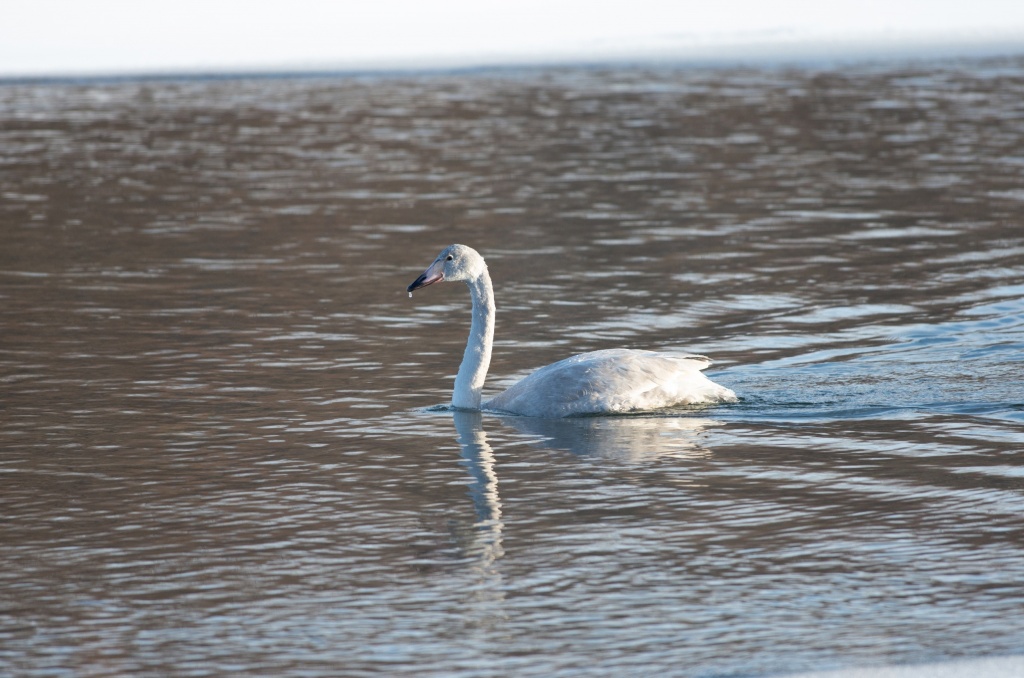 Молодой лебедь коикун. Фото Фролова.jpg