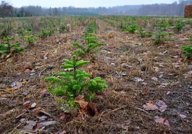 Марат Шарафутдинов: «К 2024 году мы должны восстановить каждый вырубленный гектар леса»