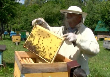 В Башкирии развитию пчеловодства помогает господдержка