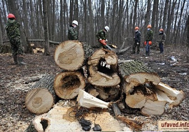 Ратмир Мавлиев ответил, зачем в центре города вырубили деревья