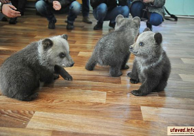 В уфимском парке Лесоводов малыши-медвежата вышли из берлоги
