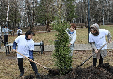 Спортсмены в Сибае посадили 82 елки