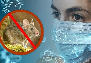 Заболеваемость мышиной лихорадкой в Башкирии выросла в 9 раз
