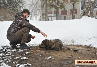 Бродячие собаки: как борются с "безнадзорщиной" в Башкирии